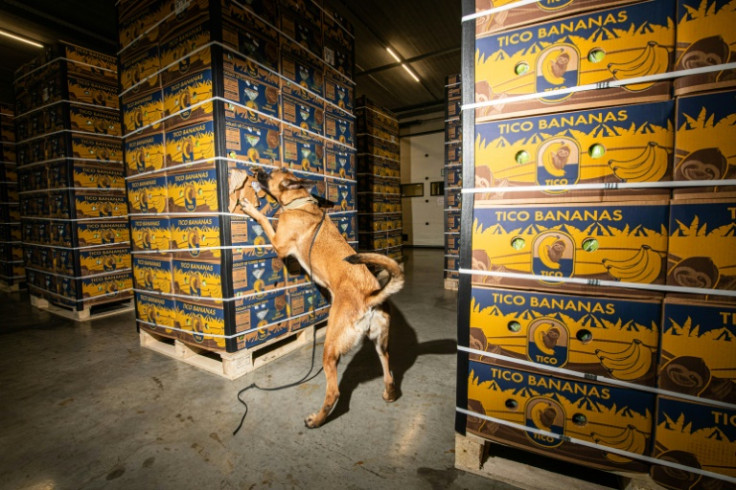 Un perro rastreador de la policía belga revisa un cargamento de bananas en el puerto de Amberes, la principal puerta de entrada de cocaína a Europa.