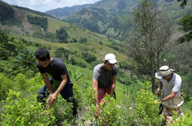 José del Carmen Abril (derecha) y su hijo Carlos (izquierda) y un amigo, ambos exguerrilleros de las FARC, recolectan hojas de coca en Catatumbo, Colombia