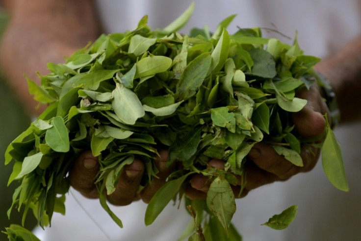 Hojas de coca cultivadas en Catatumbo, Colombia, que son la base de la cocaína