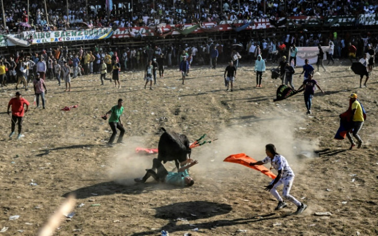 Un toro cornea a un hombre en el ruedo durante el Festival de Corralejas en Guaranda, Sucre, en el noreste de Colombia.