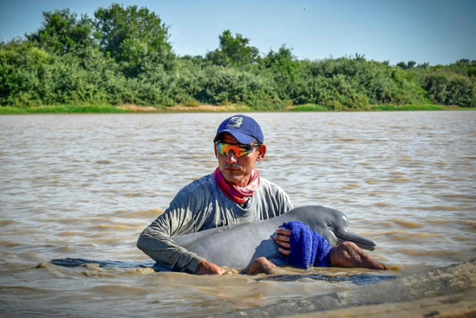 Una imagen publicada por la Armada de Colombia muestra a un miembro que ayuda a rescatar a uno de los dos delfines rosados de río en peligro de extinción que quedaron atrapados en aguas poco profundas en Juriepe, este de Colombia.