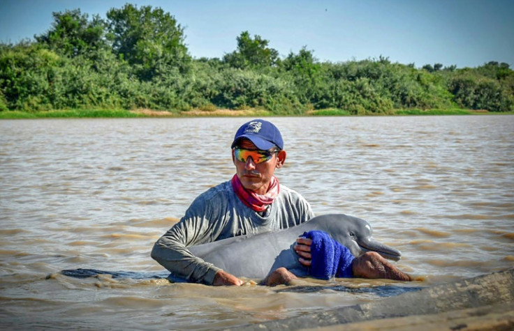 Una imagen publicada por la Armada de Colombia muestra a un miembro que ayuda a rescatar a uno de los dos delfines rosados de río en peligro de extinción que quedaron atrapados en aguas poco profundas en Juriepe, este de Colombia.