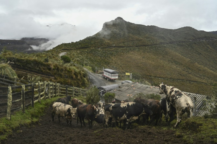 El gobierno de Colombia ha dicho que evacuará 80.000 animales de carga en un intento por convencer a los aldeanos de que abandonen las áreas amenazadas por una erupción.