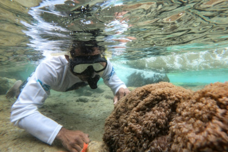 Unomia stolonifera es un adorno de acuario popular, bonito a la vista y resistente, con un solo pólipo que cuesta entre $ 80 y $ 120. En estado salvaje puede sembrar estragos en los ecosistemas
