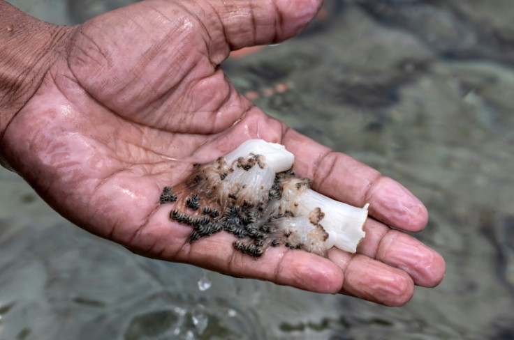 Pescadores y operadores turísticos, preocupados por la rápida propagación del coral invasivo, han recurrido a la extracción manual