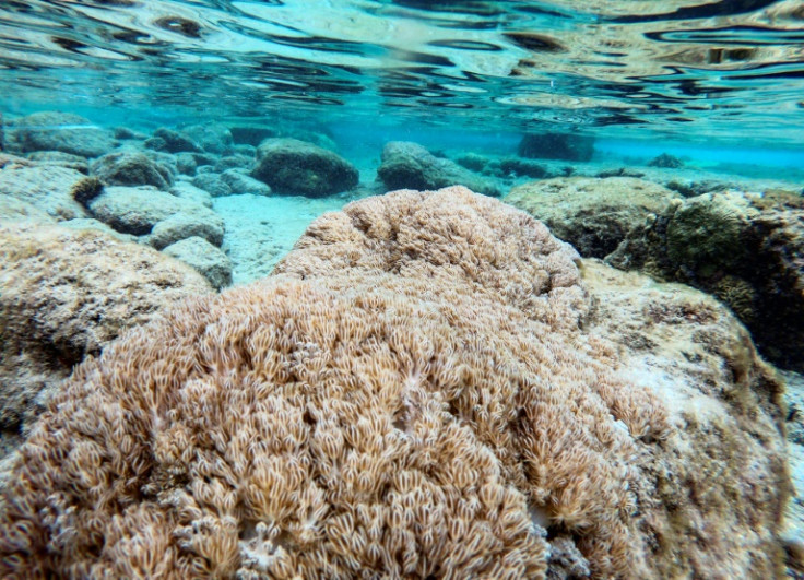 El coral se clasificó inicialmente como miembro de la amplia familia Xeniidae antes de que finalmente se clasificara en 2021 como Unomia stolonifera.
