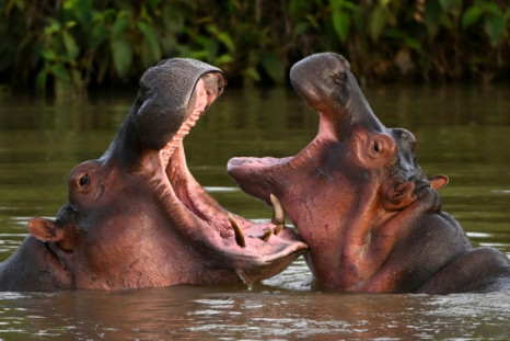 Los hipopótamos, descendientes de una pequeña manada introducida por el narcotraficante Pablo Escobar, se ven en la naturaleza en un lago cerca de Doradal, Colombia.