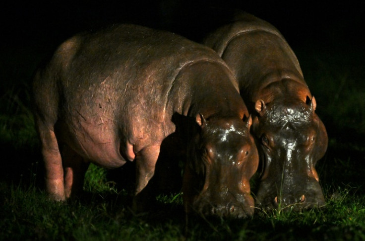 Los hipopótamos salvajes comen hierba mientras deambulan cerca de las casas en Doradal, Colombia
