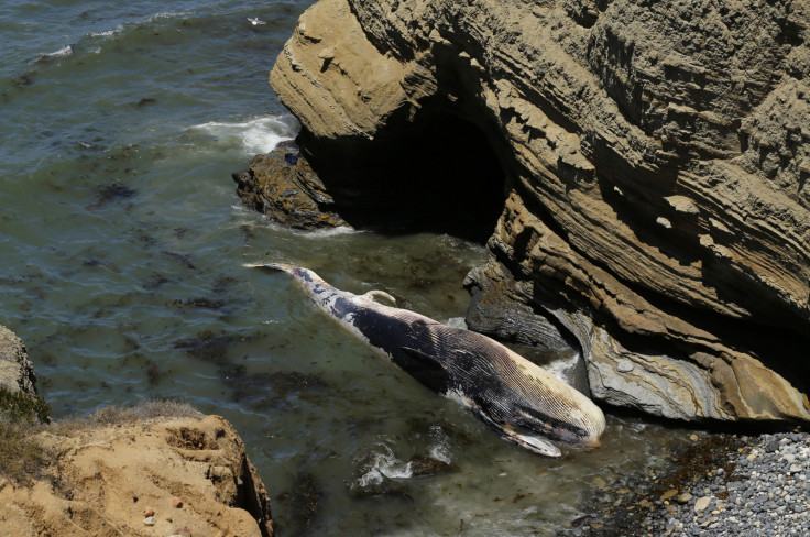 ALETA DE BALLENA