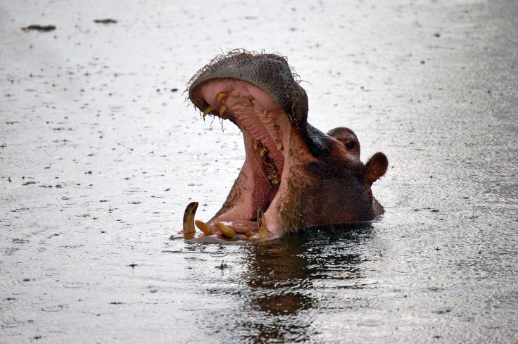Imagen representacional (hipopótamo)