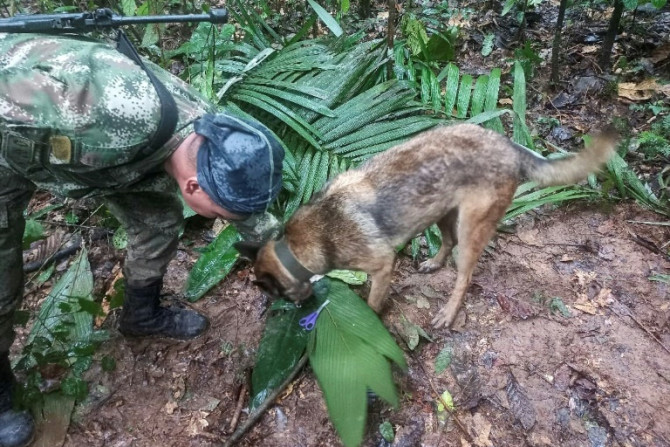 Una fotografía difundida por las fuerzas armadas de Colombia muestra a soldados y perros rastreadores buscando a los niños desaparecidos.