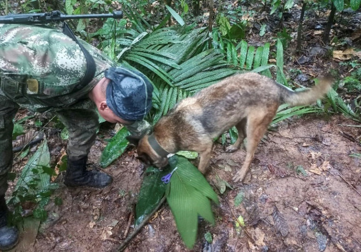 Una fotografía difundida por las fuerzas armadas de Colombia muestra a soldados y perros rastreadores buscando a los niños desaparecidos.