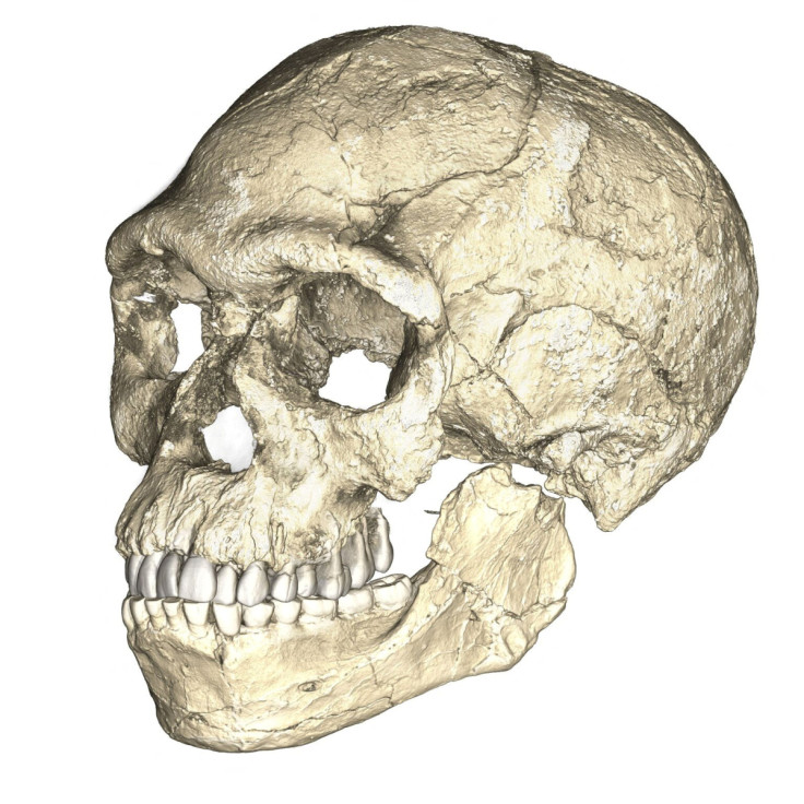 En esta foto del folleto se muestra una reconstrucción compuesta de los primeros fósiles de Homo sapiens conocidos de Jebel Irhoud en Marruecos.