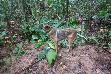 Una fotografía publicada por las fuerzas armadas de Colombia el 17 de mayo de un perro rastreador que participa en la operación de rescate.