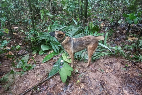 Una fotografía publicada por las fuerzas armadas de Colombia el 17 de mayo de un perro rastreador que participa en la operación de rescate.