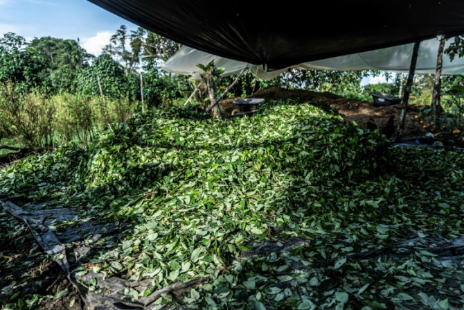 El precio de la coca se ha desplomado en Colombia