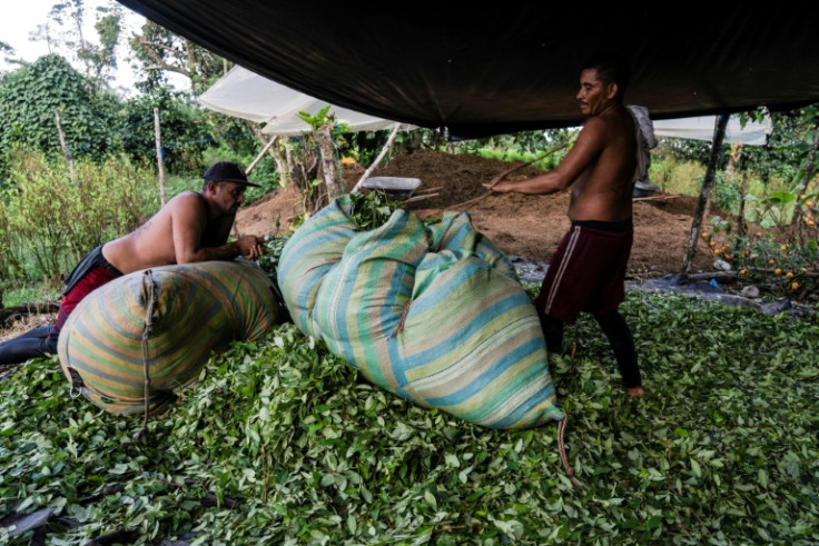 Unas 250.000 familias colombianas dependen de la coca para vivir