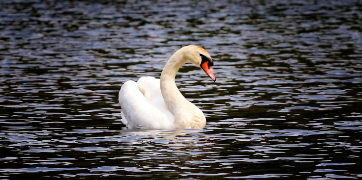 un cisne blanco