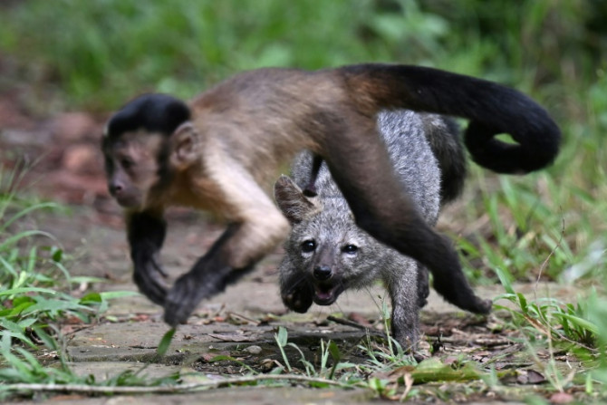 Un zorro y un mono son compañeros de juegos en la reserva de Nupana; son demasiado dóciles para volver a la naturaleza