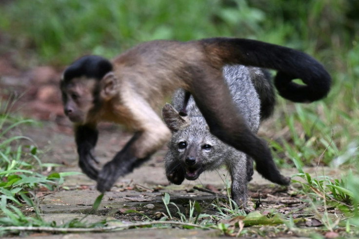 Un zorro y un mono son compañeros de juegos en la reserva de Nupana; son demasiado dóciles para volver a la naturaleza