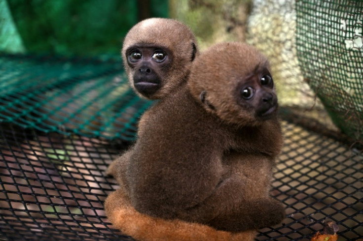 Dos monos lanudos comunes se encuentran entre los animales bajo el cuidado de la familia Zapata.