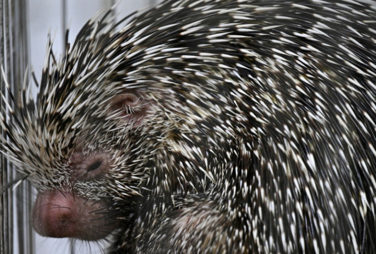 Un puercoespín es uno de los muchos animales residentes de la reserva de Nupana.