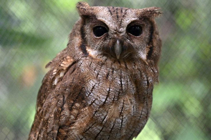 Las aves también son cuidadas en la reserva de San José de Guaviare, en el sur de Colombia.