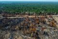 Casi un campo de fútbol de árboles tropicales maduros fue talado o quemado cada cinco segundos en 2022