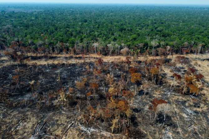 Casi un campo de fútbol de árboles tropicales maduros fue talado o quemado cada cinco segundos en 2022