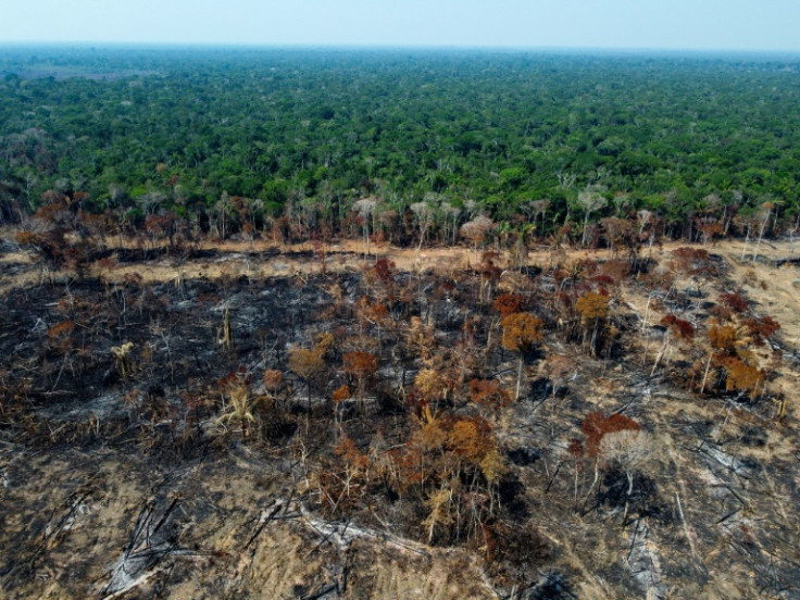 Casi un campo de fútbol de árboles tropicales maduros fue talado o quemado cada cinco segundos en 2022