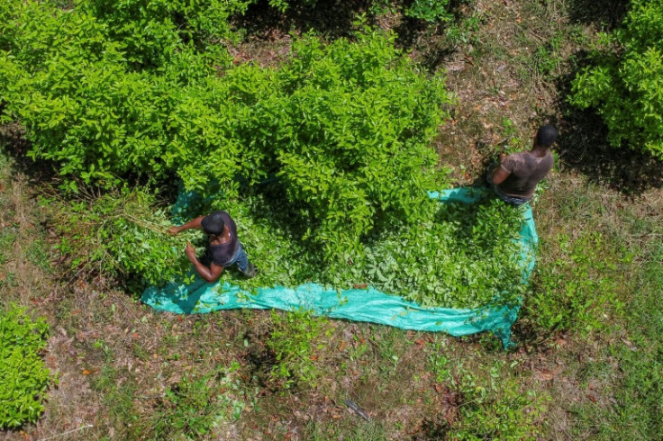 El cultivo de hoja de coca en Colombia fue un 13 por ciento mayor en 2022 que el año anterior