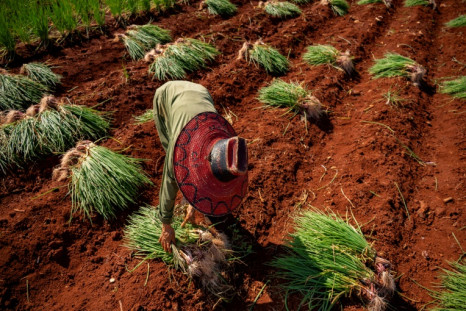 La provincia de Artemisa, que alguna vez fue el granero de Cuba, se encuentra entre las que han experimentado una rápida disminución de la producción debido a que los agricultores carecen incluso de los suministros más rudimentarios.