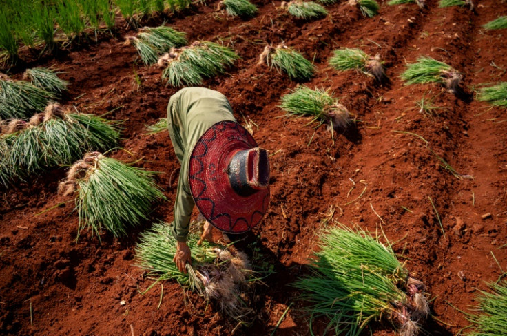 La provincia de Artemisa, que alguna vez fue el granero de Cuba, se encuentra entre las que han experimentado una rápida disminución de la producción debido a que los agricultores carecen incluso de los suministros más rudimentarios.